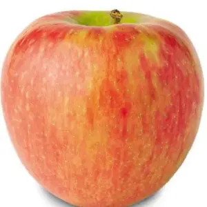 Honey Crisp