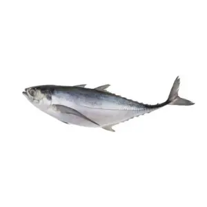 Jack-Mackerel