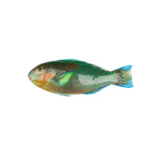 Parrotfish