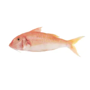Red-Mullet