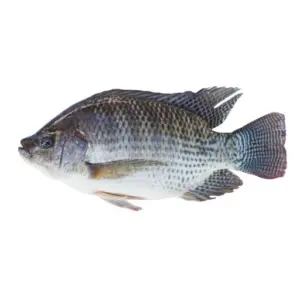 Tilapia 300-500