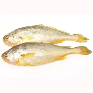 Yellow-croaker